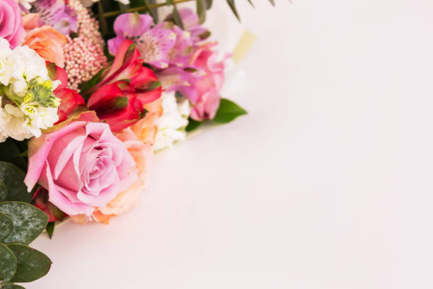 Alstroemeria pink on a pink background. The spring theme.