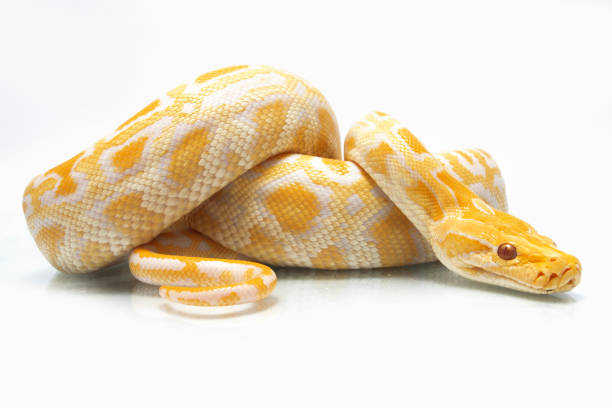 Albino Burmese Python isolated on white background Albino Burmese Python molurus bivittatus isolated on white background morelia stock pictures, royalty-free photos & images