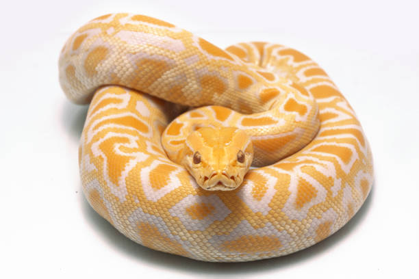 230+ Yellow Burmese Python Stok Fotoğrafları, Resimler ve Royalty-Free ...