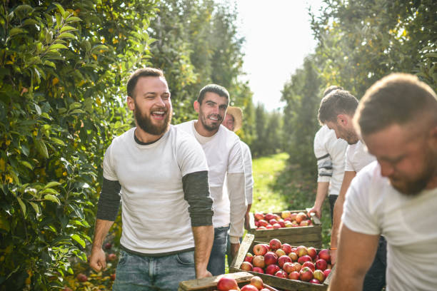 istock Happy Workers Carrying Heavy Crates Laden With Freshly Harvested Apples In Orchard 1364628362