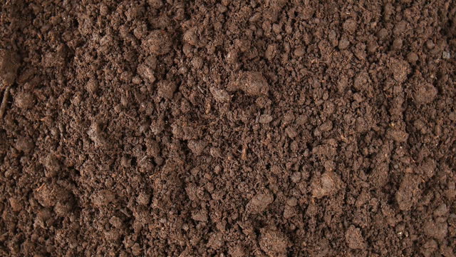 Soil for seedlings.
