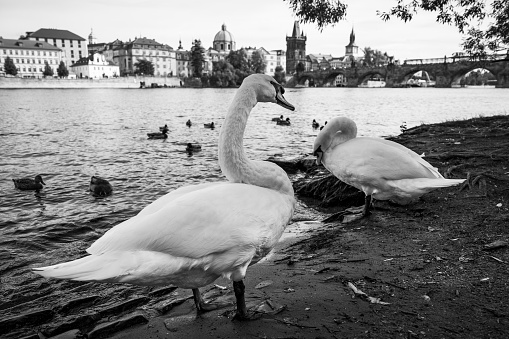 Swans near Vltava river in Prague city, Czech Republic. Black and white photography, cityscape