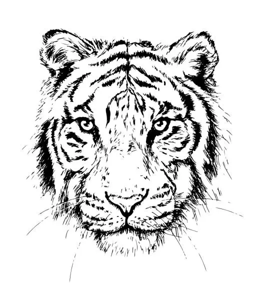 Vector illustration of Tiger portrait sketch drawing