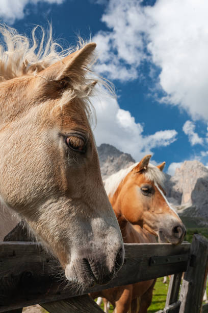 Haflinger horses on the Dolomites