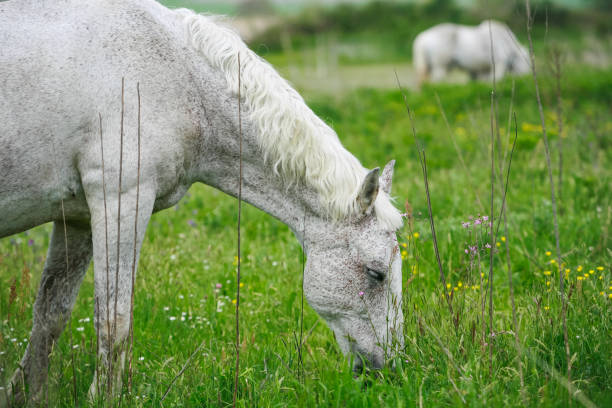 istock White horses grazing on a green grass 1364634053