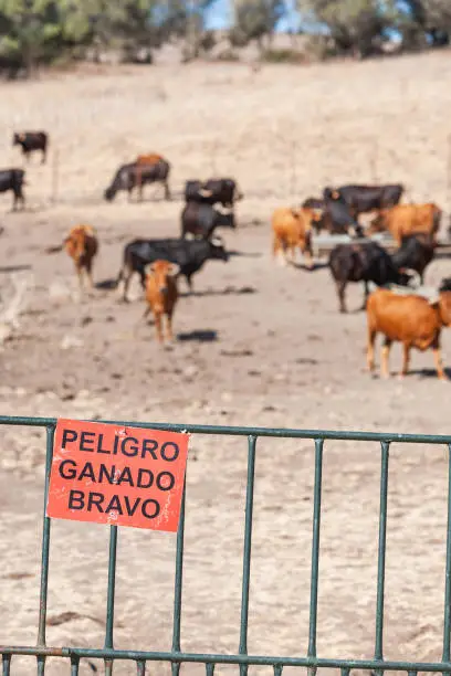 Spanish bulls for corrida bullfight