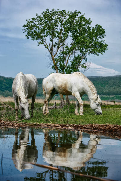 White horses grazing on a green grass near a lake