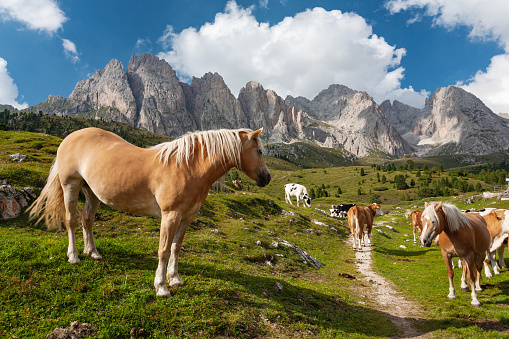 horse family living in grassland of Tibet.