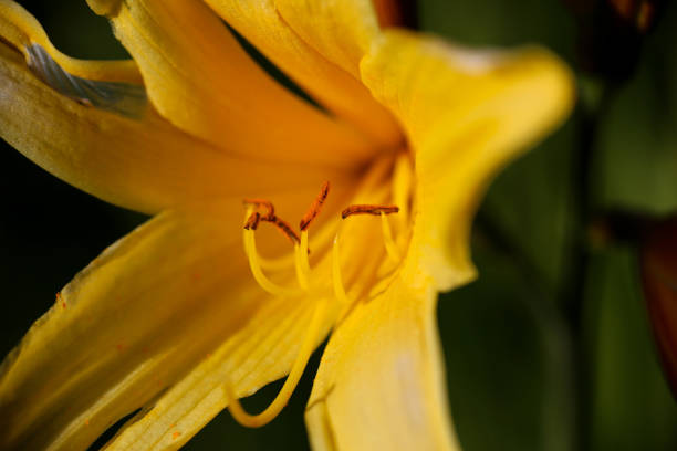 istock Plants and flowers 1364635445