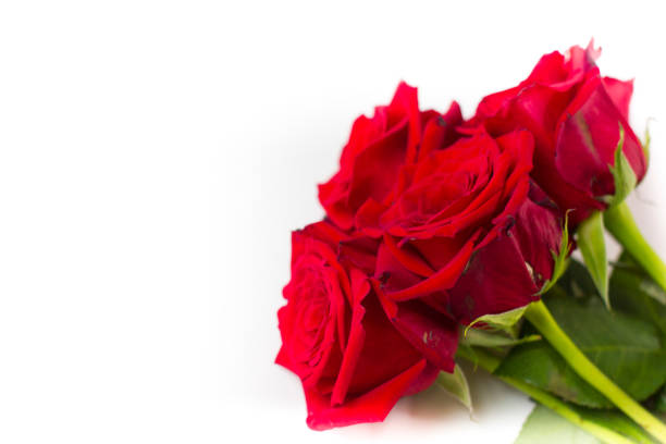 букет красных роз, изолированные на белом фоне. - vibrant color valentines day weddings flowers стоковые фото и изображения