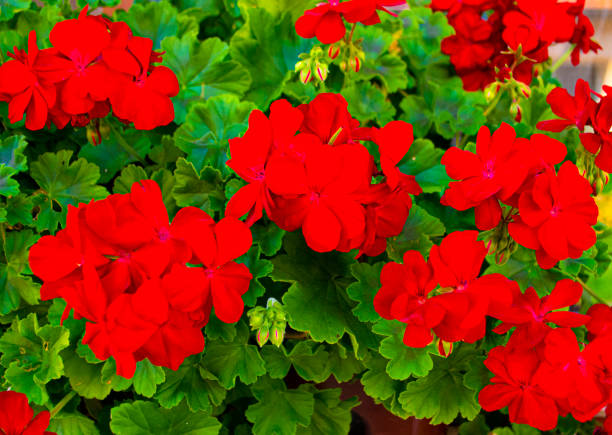 red geranium pelargonium background. selective focus. spring blossom. red pelargonium - geranium imagens e fotografias de stock