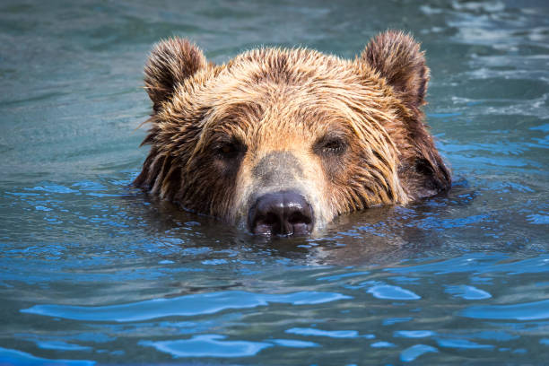 brown bear natación en un río - bear hunting fotografías e imágenes de stock