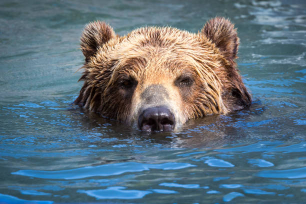 Brown Bear swimming in a river stock photo