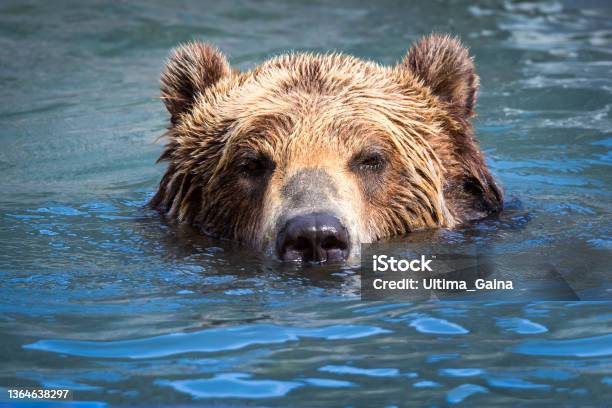Brown Bear Swimming In A River Stock Photo - Download Image Now - Bear, Swimming, River