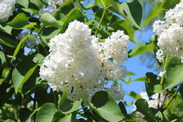 Beautiful white lilac flowers. Selective focus. Flowering. Close-up. Background. Scenery. stock photo