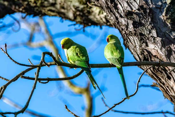 istock Two Alexandrine Parakeets, beautiful birds 1364639660