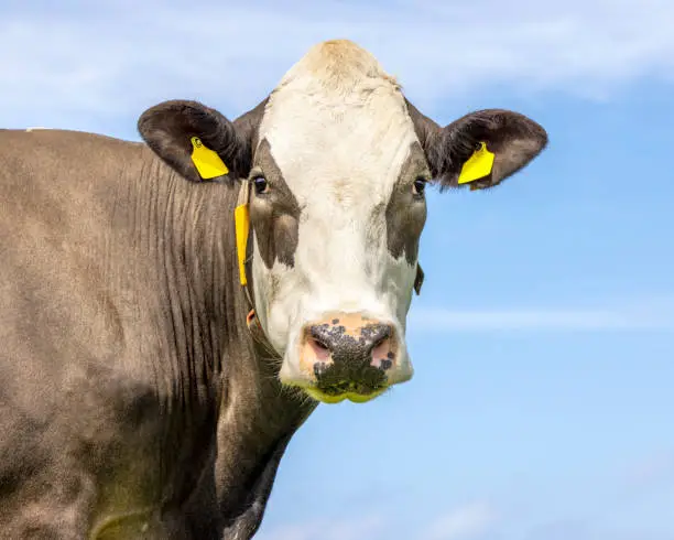 Brown cow looking, pink nose and yellow eartags, in front of  a blue sky