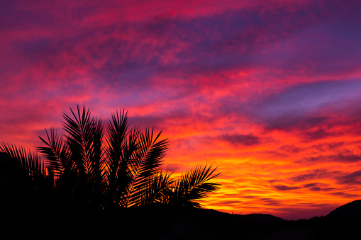 Silhouette of palm trees at sunset as a tropical summer background. Copy space