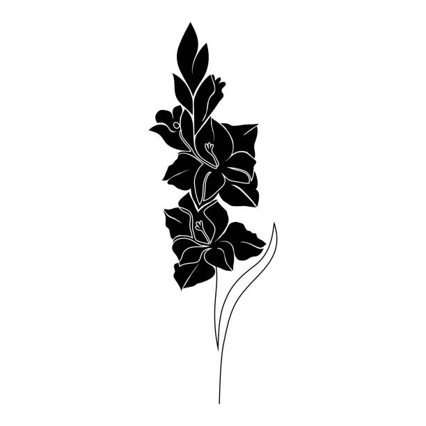 ilustraciones, imágenes clip art, dibujos animados e iconos de stock de flor de gladious sobre blanco - gladiolus