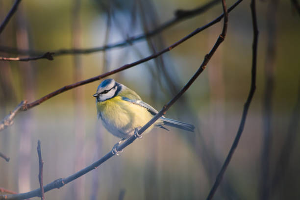 istock Blue tit, a bird common in Poland. 1364640952