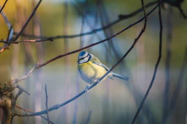 istock Blue tit, a bird common in Poland. 1364640992