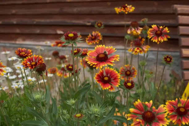 Garden perennial flowers of Gaillardia. On a flower bed near the house on a sunny day. High quality photo