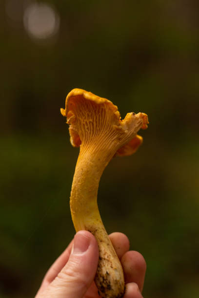 istock Hand holding a golden chanterelle mushroom 1364644655