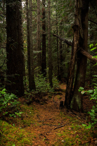 istock Trail through the dark forest woods on Cortes Island, BC 1364644955