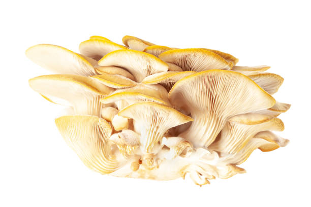 istock oyster mushroom close up isolated on white background 1364644995