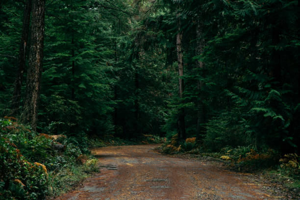 istock Trail through the dark forest woods on Cortes Island, BC 1364645094