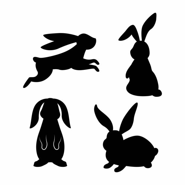 Bunny vector black set. Silhouettes of rabbits in different poses. Bunny vector black set. Silhouettes of rabbits in different poses. Vector isolated images on white background. bunny ear stock illustrations