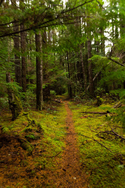 istock Trail through forest woods on Cortes Island, BC 1364646074