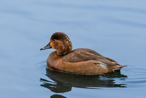 The Redhead (Aythya americana), also known as a pochard, is a medium-sized diving duck.  Their legs are farther back on the body, which makes it difficult to walk on land but they have larger webbing on their feet and a broader bill which makes them especially adapted to foraging underwater.  During the breeding season, adult males have a copper head and a black breast. The back and sides are grey with a white belly and light black rump and tail.  The male bill is pale blue with a black tip.  The females are light brown with a white ring around the eye.  Their bill is dark gray with a black tip.  Redheads breed across a wide range of North America from Northern Canada to the Southern United States.  In the winter they migrate south to warmer climates.  Their favored habitat is wetlands in non-forested areas.  In the winter the redheads prefer protected coastal areas.  During the breeding season their diet includes gastropods, mollusks and larvae and occasionally grass and other vegetation.  In the winter the redhead eats mainly plant material.  This female redhead was photographed while swimming in John F. Kennedy Lake in Tucson, Arizona, USA.