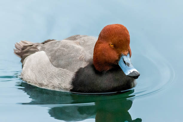 Male Redhead Duck The Redhead (Aythya americana), also known as a pochard, is a medium-sized diving duck.  Their legs are farther back on the body, which makes it difficult to walk on land but they have larger webbing on their feet and a broader bill which makes them especially adapted to foraging underwater.  During the breeding season, adult males have a copper head and a black breast. The back and sides are grey with a white belly and light black rump and tail.  The male bill is pale blue with a black tip.  The females are light brown with a white ring around the eye.  Their bill is dark gray with a black tip.  Redheads breed across a wide range of North America from Northern Canada to the Southern United States.  In the winter they migrate south to warmer climates.  Their favored habitat is wetlands in non-forested areas.  In the winter the redheads prefer protected coastal areas.  During the breeding season their diet includes gastropods, mollusks and larvae and occasionally grass and other vegetation.  In the winter the redhead eats mainly plant material.  This male redhead was photographed while swimming in John F. Kennedy Lake in Tucson, Arizona, USA. jeff goulden southwest usa stock pictures, royalty-free photos & images