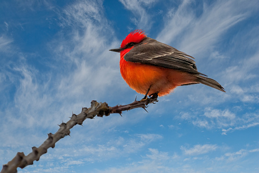 Most members of the tyrant flycatcher family are drab in color.  The male Vermilion Flycatcher (Pyrocephalus rubinus), with its dark wing feathers and brilliant red head and body, is a notable exception.  This flycatcher is fairly common in parts of the Southwest USA as well as Central and South America.  Its habitat includes grassland or desert with scattered trees but is more frequently near water.  The diet of the vermilion flycatcher is exclusively insects which are mostly caught in the air but they may also hover and drop to the ground for small prey.  This male vermilion flycatcher was photographed at John F. Kennedy Lake in Tucson, Arizona, USA.