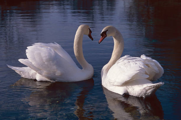 istock mute swans in a calm little lake 1364650500