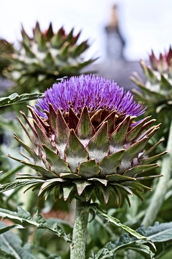 Purple Blooming Globe Artichoke