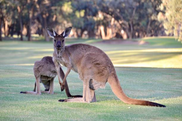 Two kangaroos grazing quietly on the fairway of the golf course on the Murray River at Coomealla stock photo