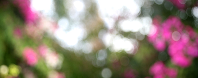 Defocused image of garden with flowers in sunny day
