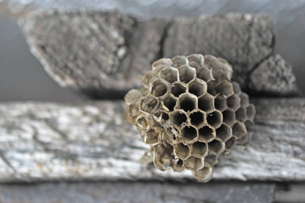 Gray abandoned wasp nest close up in summer