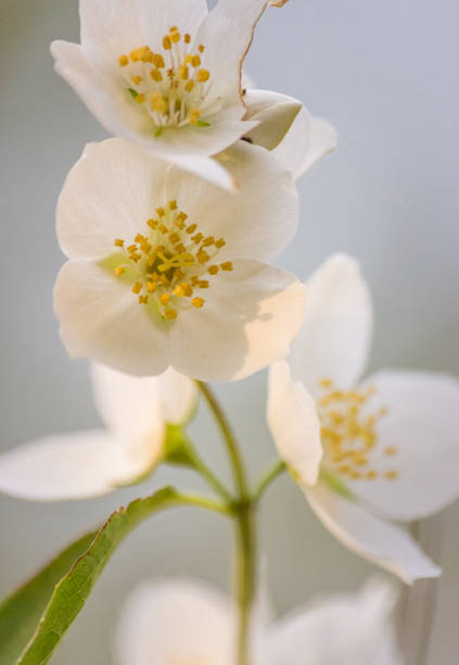istock Close-up of a white flower 1364653833