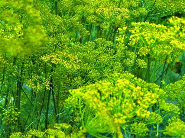 aneth (anethum graveolens). - dill natural pattern flower herb garden photos et images de collection