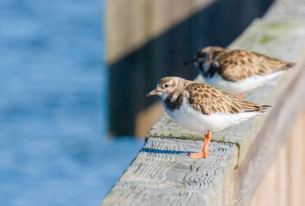 Ruddy Turnstone A pair of non breeding Ruddy Turnstone birds rest on a boardwalk railing in St. Augustine, Florida on a late December morning. ruddy turnstone stock pictures, royalty-free photos & images