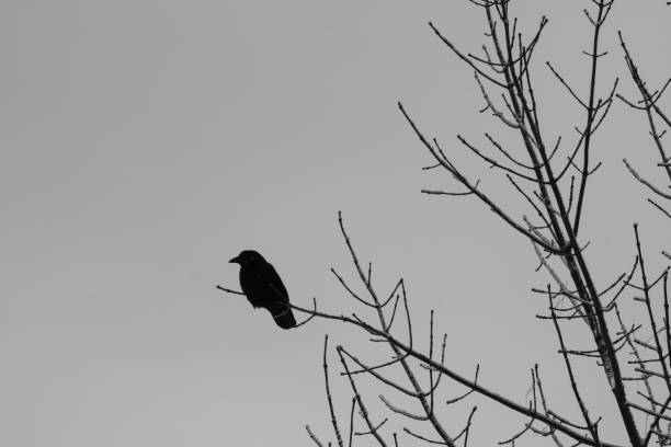istock Crow perched on a frozen branch 1364656664