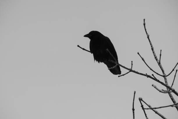 istock Crow perched on a frozen branch 1364656666