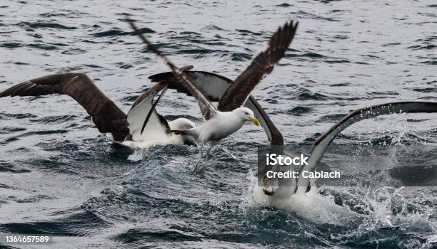 Albatross Squabble Stock Photo - Download Image Now - Albatross, Flying, Animal Wildlife