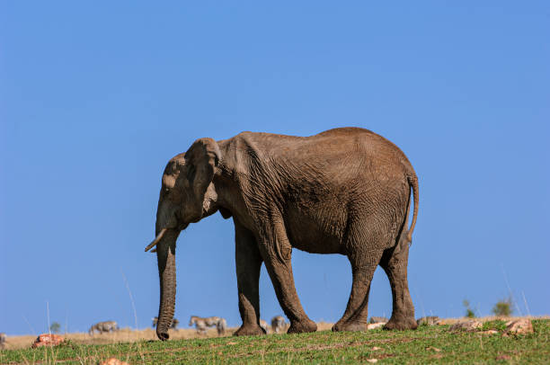istock Front View of Inquisitive Wild Elephant Baby 1364664251
