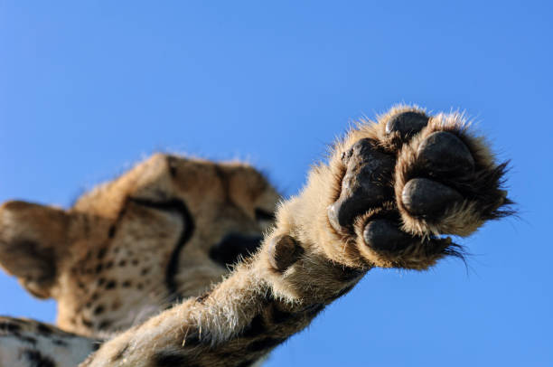 A close up of the face of a cheetah staring straight ahead.