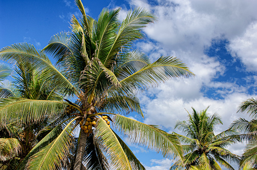 Low angle view of tropical palm trees, with coconuts growing at the top, in the Central America country of El Salvador.