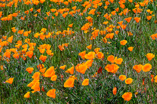 Red poppies bloom among field herbs in sunny weather, aerial view.